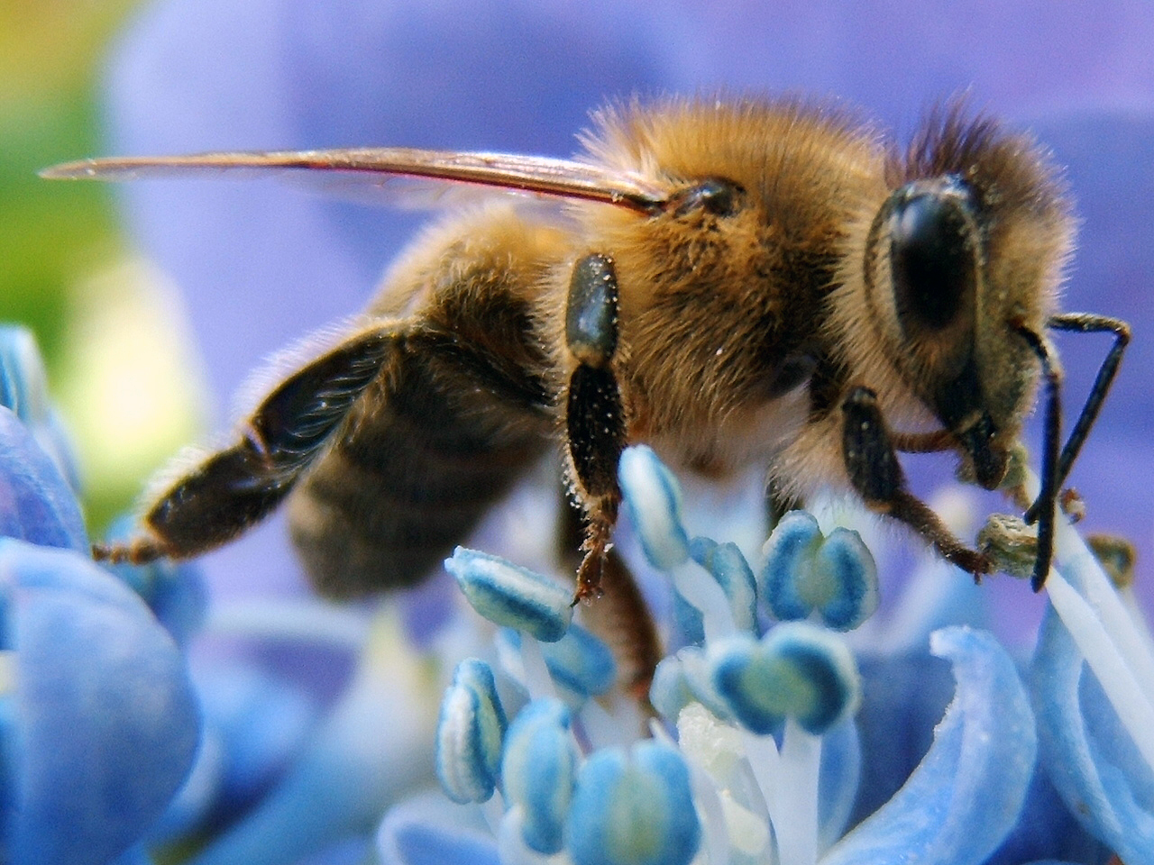 Ce înseamnă, cu adevărat, să fii o albină, insecta fără de care nu ar exista viaţă pe Pământ