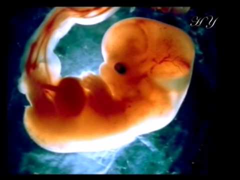Profesorul Goeringer despre fazele embrionare menționate în Coran