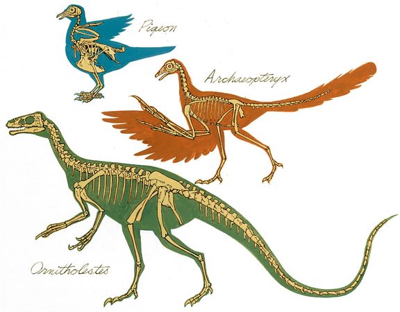 O altă presupusă formă tranziţională: Archaeopteryx