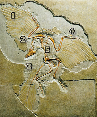 Speculatii despre Arcaoeopteryx