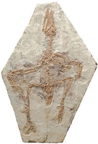 Archaeopteryx şi alte fosile de păsări
