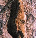 Urme de picior, vechi de 3,6 mil ani – partea 2